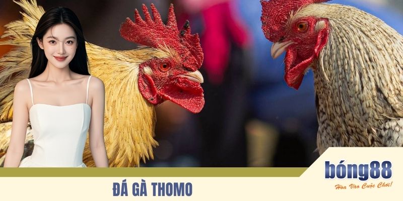Đá Gà Thomo