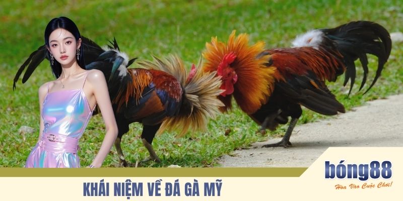 Khái niệm về đá gà Mỹ